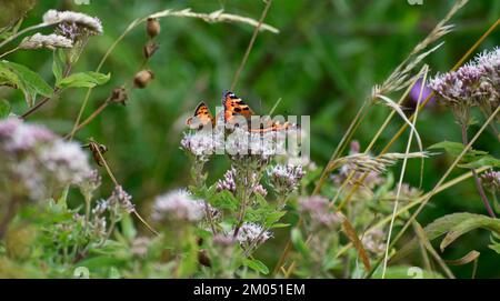 Tartaruga e piccole farfalle di rame che riposano su un fiore - Cornovaglia, Regno Unito Foto Stock