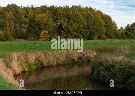 Meandro del fiume Demer con l'ambiente naturale che si riflette in acqua, Fiandre, Aarschot, Belgio Foto Stock