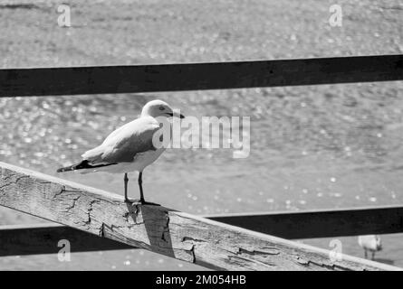 Un gabbiano arroccato sul fianco di un lago in Australia, in bianco e nero Foto Stock