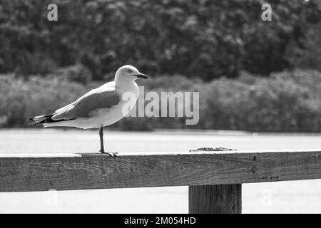 Un gabbiano arroccato sul fianco di un lago in Australia, in bianco e nero Foto Stock