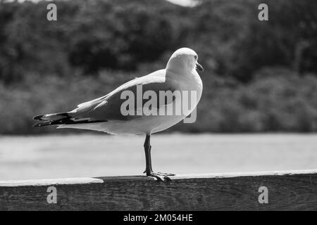 Un gabbiano arroccato sul fianco di un lago in Australia, in bianco e nero Foto Stock