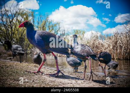 Swamphens australiani nel selvaggio, dentro e intorno ad un lago, Australia Foto Stock