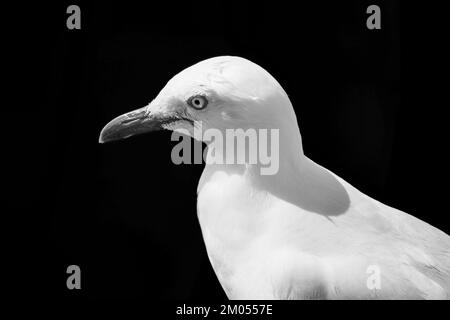 Un gabbiano arroccato sul fianco di un lago in Australia, in bianco e nero Foto Stock