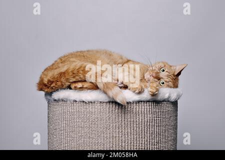 Divertente gatto zenzero che riposa su un comodo cilindro graffiante. Isolato su sfondo grigio. Foto Stock