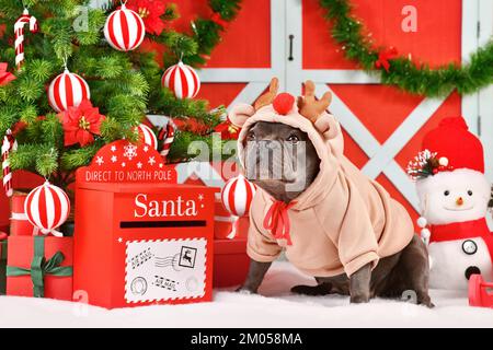 Cane Bulldog francese che indossa un maglione in costume di renna tra le decorazioni natalizie stagionali Foto Stock