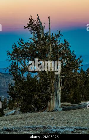 Crepuscolo nell'antica Foresta di Pine di Bristlecone, Inyo National Forest, California, USA Foto Stock