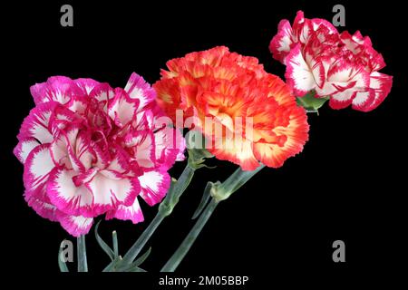 Tre garofani colorati isolati su sfondo nero Foto Stock