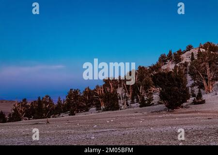 Alpenglow su Pino di Bristlecone, Pinus longaeva, nell'antica foresta di Pino di Bristlecone, Inyo National Forest, California, USA Foto Stock