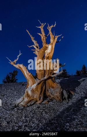 L'illuminazione di un Pino di Bristlecone morto nell'antica foresta di Pine di Bristlecone, Inyo National Forest, California, USA Foto Stock