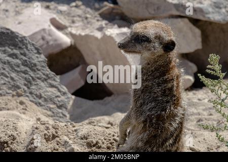 In piedi meerkat sulle pietre. Suricata suricatta Foto Stock