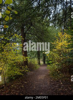 Nowton Park in Bury St. Edmunds, Suffolk. Alberi colorati e autunnali. Foto Stock