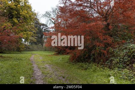 Nowton Park in Bury St. Edmunds, Suffolk. Alberi colorati e autunnali. Foto Stock