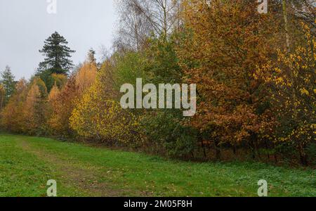 Nowton Park in Bury St. Edmunds, Suffolk. Alberi colorati e autunnali. Foto Stock