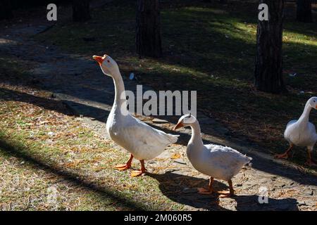 Oche bianche che camminano sul prato con erba verde in fattoria. Uccelli domestici. Foto Stock