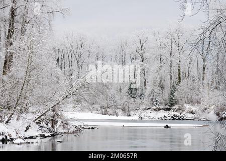 Alberi ricoperti di neve e rive del fiume Snoqualmie dopo una fresca nevicata invernale Foto Stock