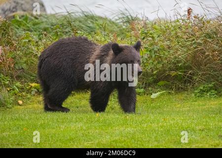 Giovane grizzly in piedi sulla riva del fiume in Alaska, in un giardino Foto Stock