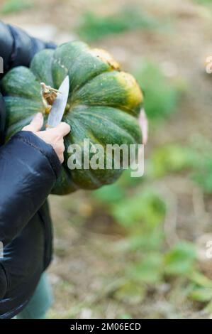 Donna in giacca blu che taglia con un rasoio il gambo di una zucca verde tra le sue mani appena raccolte e con spazio per mettere il testo sull'immagine. Foto Stock