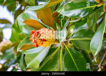 Foglie, frutti maturi e semi rossi di Magnolia grandiflora primo piano. Foto Stock