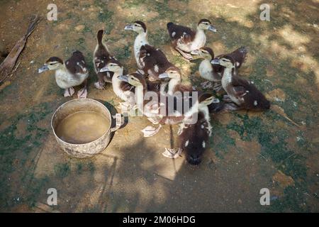 Anatre intorno alla ciotola d'acqua a Hoi An Vietnam Foto Stock