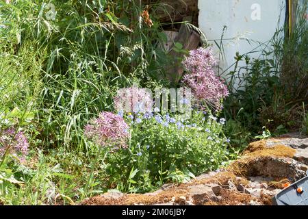 Allium cristophii, la cipolla persiana o stella di Persia in fiore. Foto Stock