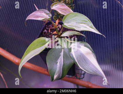 Belle foglie variegate di Philodendron Hederaceum Rio, una pianta domestica rara e costosa Foto Stock