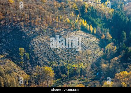 Luftbild, Wildwald Vosswinkel Waldgebiet mit Waldschäden im Stadtteil Voßwinkel in Arnsberg, Sauerland, Nordrhein-Westfalen, Deutschland Foto Stock