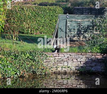 Gatto nero e wite vicino al canale. Monmouthshire e Brecon Canal. Camlas Mynwy ac Aberhonddu. Brecon Scene. Autunno / inverno 2022. Dicembre.. cym Foto Stock