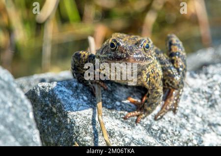 Rana bruna comune europea in latino Rana temporaria rana erba Foto Stock