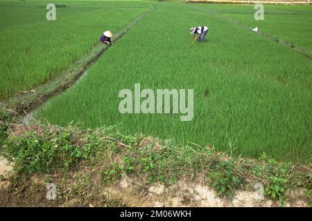 Risaie Paddy Field Hoi An Vietnam Foto Stock