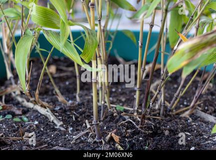 Un bambù phyllostachys in vaso con piccoli germogli in autunno. Concetto per bambù crescente in contenitore Foto Stock