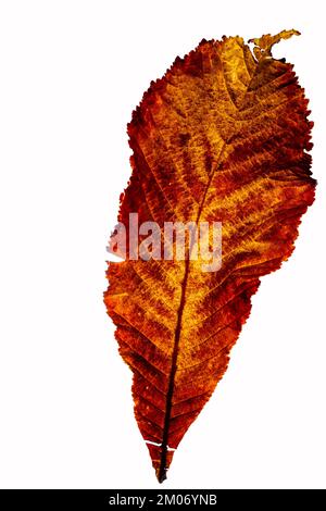 Controluce, isolato Castanea sativa o foglia di castagno dolce in autunno, primo piano Foto Stock