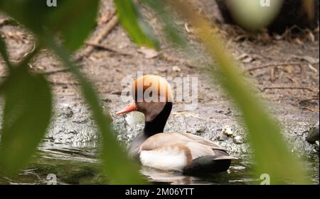 pochard a crepe rosse in una modellazione fluviale Foto Stock