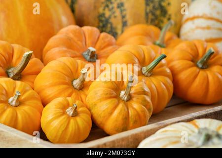 Diverse piccole zucche in una cassa di legno su un asse di legno. Foto Stock