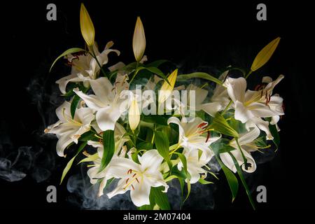 Lily si diramano i raggi di luce su uno sfondo nero. delicato, fiore bianco. contorni di un fiore nella fotografia scura atmosferica. fiori per il Foto Stock