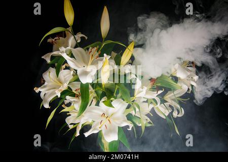 Lily si diramano i raggi di luce su uno sfondo nero. delicato, fiore bianco. contorni di un fiore nella fotografia scura atmosferica. fiori per il Foto Stock