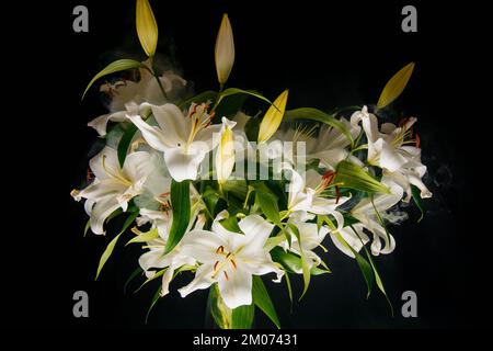 Lily si diramano i raggi di luce su uno sfondo nero. delicato, fiore bianco. contorni di un fiore nella fotografia scura atmosferica. fiori per il Foto Stock