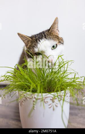 Gatto domestico mangiare erba verde succosa Cyperus alternifolius Zumula per i gatti in vaso di fiori, concetto di salute del gatto interno Foto Stock