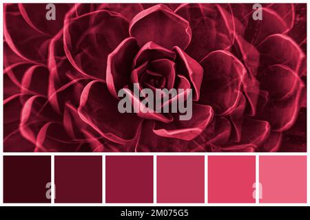 Tavolozza di colori di piante succulente colorata da Viva Magenta tono 2023. Campioni rosa e magenta trendy di colori simili Foto Stock