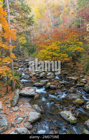 Cascata e colori autunnali lungo il Middle Prong Little River. Great Smoky Mountains National Park, TN, USA, fine ottobre, di Dominique Braud/Dembinsky Phot Foto Stock