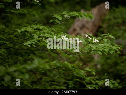 Dogwood Blossoms on Tree nel Parco Nazionale di Sequoia in estate Foto Stock