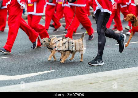 Liverpool, Regno Unito. 04th Dec, 2022. Cani da corsa in costume visto durante l'annuale Liverpool Santa Dash. Migliaia di corridori si portano per le strade di Liverpool vestito come Babbo Natale in abiti Santa rossi e blu durante il BTR Liverpool Santa Dash 2022, una raccolta di fondi del 5k per beneficenza tra cui l'Alder Hey Children's Hospital. Credit: SOPA Images Limited/Alamy Live News Foto Stock