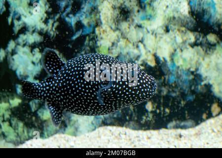 Un bianco nero spotted puffer pesce Arothron meleagris Foto Stock