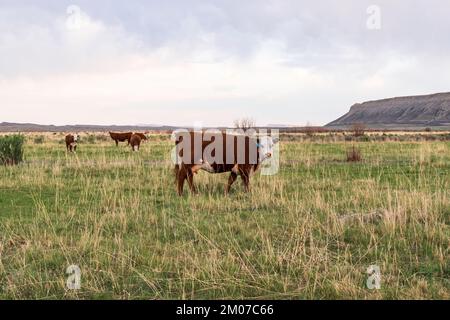 Mucche brune che pascolano in un pascolo erboso, una di fronte alla Camera Foto Stock