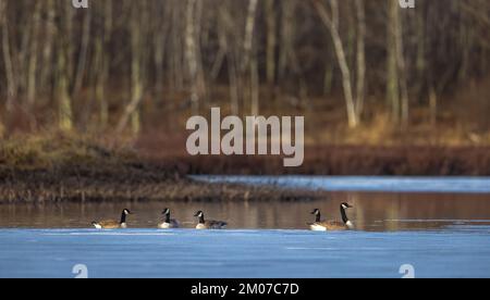 Oche canadesi nuotano in una zona umida parzialmente scongelata nel Wisconsin settentrionale. Foto Stock