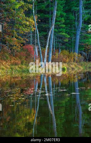 Una foresta mista dai colori autunnali lungo la riva di un lago. Gli stracci degli alberi e le querce e i pini si riflettono sulle acque calme. Puffer Pond, Sudbury, ma. Foto Stock