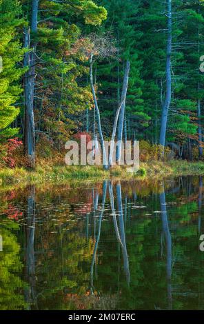 Una foresta mista dai colori autunnali lungo la riva di un lago. Gli stracci degli alberi e le querce e i pini si riflettono sulle acque calme. Puffer Pond, Sudbury, ma. Foto Stock