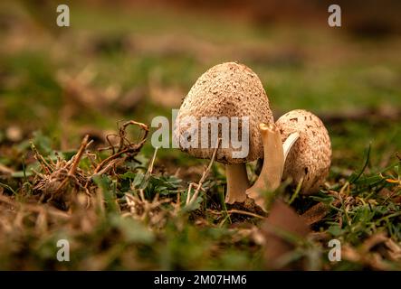 Funghi coltivati nella foresta in natura Foto Stock