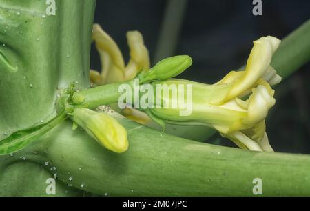 primo piano del fiore che porta frutti sul tronco papaya. Foto Stock