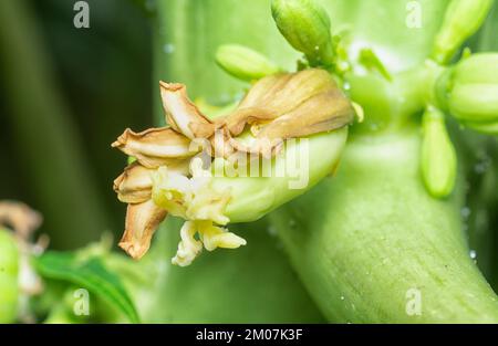 primo piano del fiore che porta frutti sul tronco papaya. Foto Stock