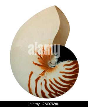 nautilus isolato su sfondo whitthe Foto Stock